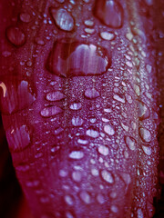 Morada Acuatica 