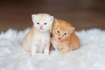 two little cute ginger kittens