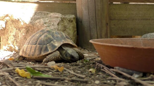 petite tortue dans son enclos qui baille en &eacute;t&eacute;