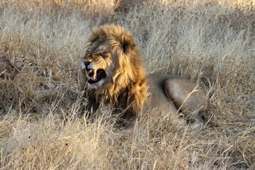 Roaring Male Lion with impressive Mane