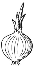 Onion bulb with fresh stalk. Growing plant sketch