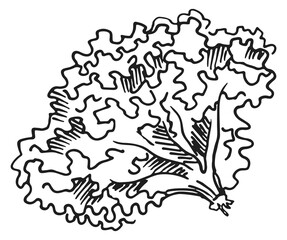 French lettuce engraving. Fresh green salad sketch