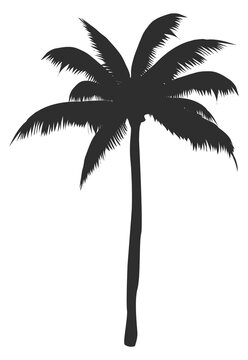 Palm black silhouette. South beach tropical tree