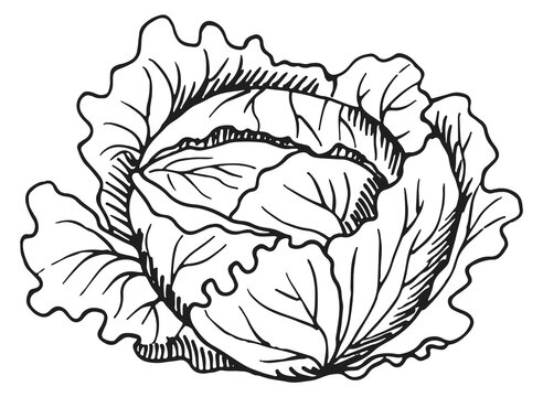 Green cabbage sketch. Hand drawn fresh vegetable