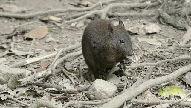 a front view of a musky rat-kangaroo feeding in the tropical rainforest at lake eacham in nth qld, australia