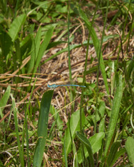 Kleiner Blaupfeil, Orthetrum coerulescens