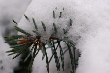 New Year's tree needles in the snow, close-up.