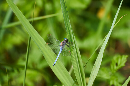 Kleiner Blaupfeil, Orthetrum coerulescens