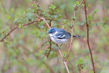 Cerulean Warbler perched in a bush