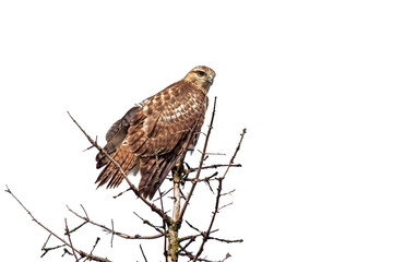 Red-Tailed Hawk Perch on a Pine Tree