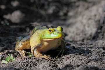 American bullfrog sitting in mud
