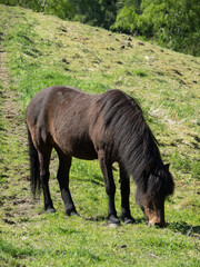 Fototapeta premium Flam in Norwegen