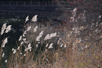 逆光で輝くすすき