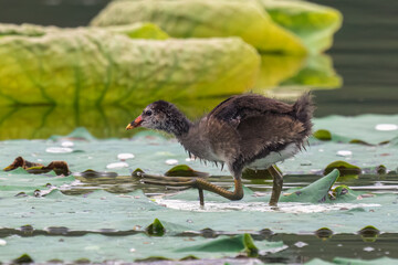 Close-up of a sitting / standing common moorhen with green backgorund