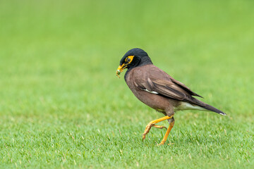 Beautiful common myna or Indian myna (Acridotheres tristis) walking in green grass