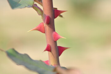 Rose thorn