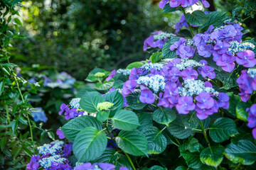 神奈川県　横浜イングリッシュガーデン・あじさい
