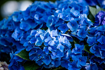 神奈川県　横浜イングリッシュガーデン・あじさい
