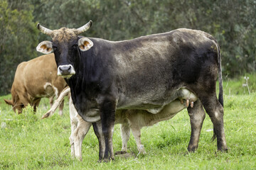 Naklejka na ściany i meble black and white cow in field