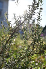 beach rosemary in the morning light