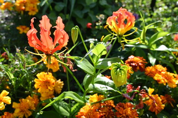 flame lilies and marigolds