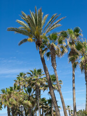 Puerto de la cruz auf Teneriffa