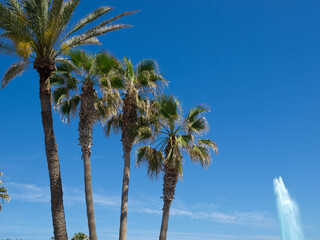 Puerto de la cruz auf Teneriffa