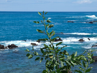 Puerto de la cruz auf Teneriffa