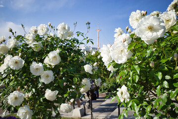山下公園 ガーデンネックレス横浜で見たバラ