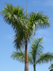 Puerto de la cruz auf Teneriffa