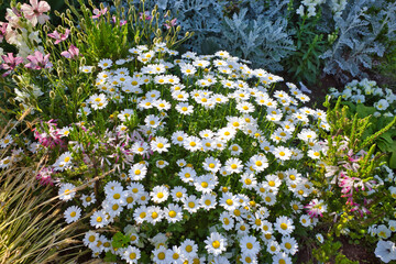 山下公園 ガーデンネックレス横浜で見たバラ