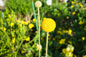 山下公園 ガーデンネックレス横浜で見たバラ