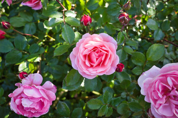 山下公園 ガーデンネックレス横浜で見たバラ
