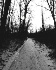 Dark winter forest atmosphere, snowy road