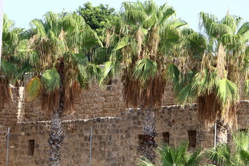 Fototapeta premium Wall of an ancient fortress in northern Israel.