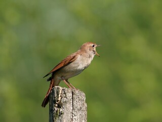European nightingale perched on a log, singing