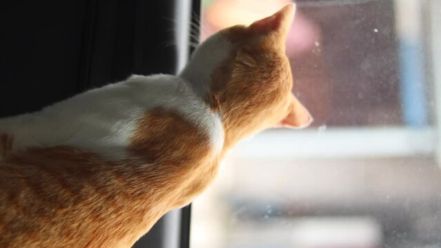 a ginge cat in the car