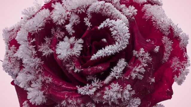 Beautiful red rose in frozen. Frost is growing on rose petals in frosty weather. Macro timelapse video. Demonstrating the colors of 2023 - Viva Magenta.
