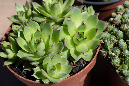 petite succulente dans un pot au soleil