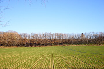 Fototapeta premium Green Field in Hokkaido, Japan - 日本 北海道 農場 畑