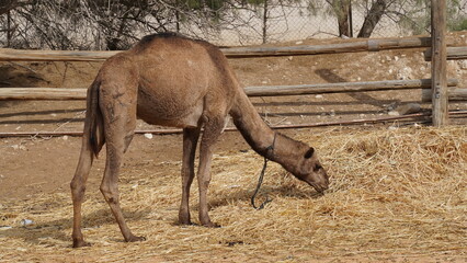 A  young  dromedary, Camelus dromedarius, also called Arabian camel, one-humped camel