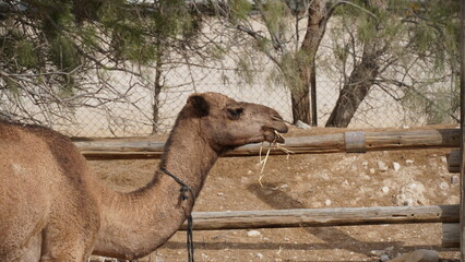 A  young  dromedary, Camelus dromedarius, also called Arabian camel, one-humped camel