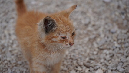 Strolling Red Kitten with conjunctivitis eye inflammation