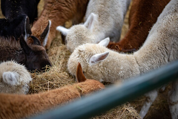 Obraz premium alpacas in the farm
