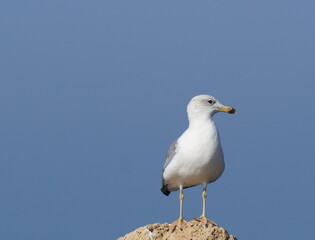 Ring-billed Gull (Larus delawarensis) standing on a rock