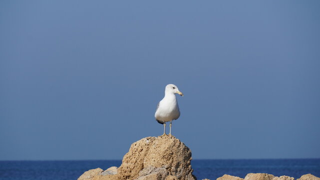 Ring-billed Gull (Larus delawarensis) standing on a rock