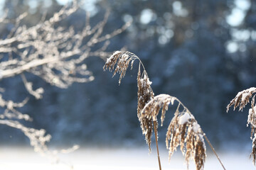 Reeds at frozen lake in December
