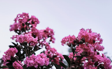 Obraz premium Viva magenta color of 2023 year bush with bright light purple flowers close-up against a clear sky. Pink flowers grow on a tree branch and smell fragrant.
