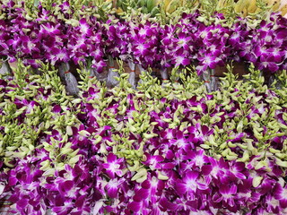 Purple and white dendrobium orchid arranged as beautiful bouquets for sale in community stores....