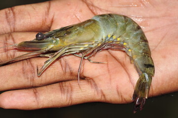 Diseased shrimp